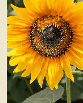 Solrosfrön Nakdi F1 ekologisk Helianthus annuus ettårig pollenfri
