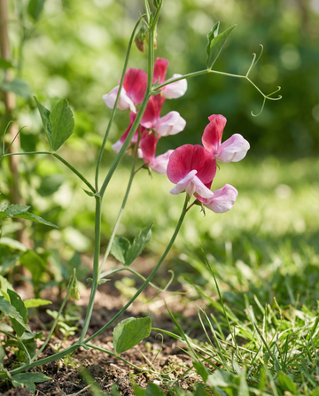 Luktärt Painted Lady (Lathyrus odoratus) – ekologiska frön för ettårig blomma från SeedsChoice