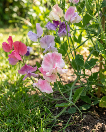 Luktärt Spencer Mixed (Lathyrus odoratus) – ekologiska ettåriga blomsterfrön från SeedsChoice