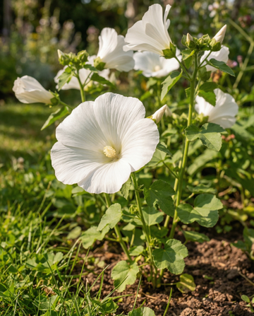 Malva Mont Blanc (Lavatera trimestris) – ekologiska ettåriga blomsterfrön från SeedsChoice
