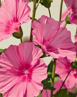 Ekologiska malvafrön Lavatera trimestris ettåriga blommor Rose Red Mix