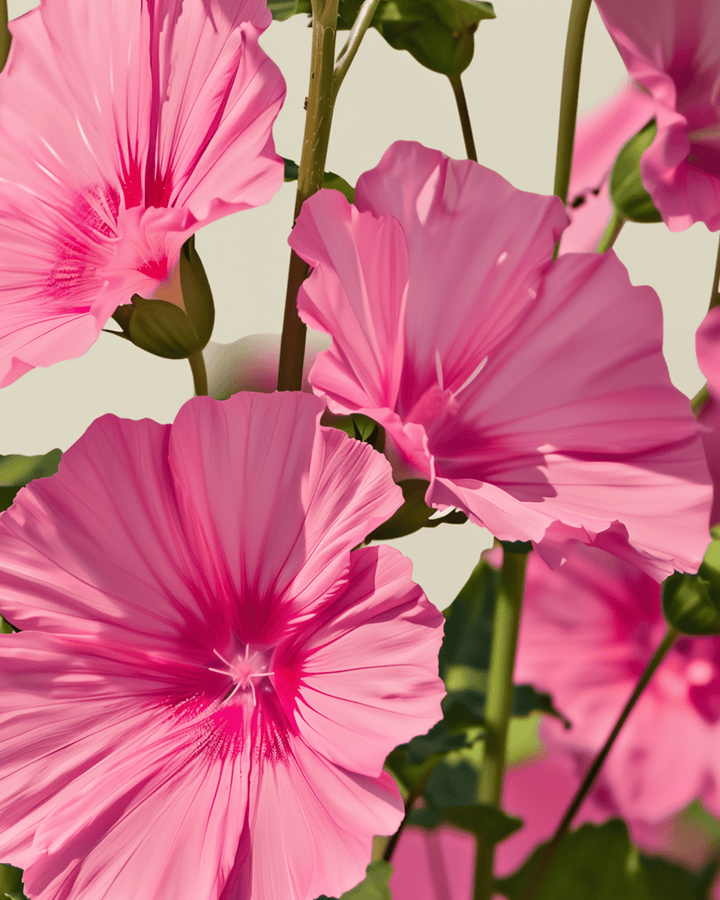 Malvafrön Rose Red Mix (Lavatera trimestris) – ekologisk ettårig blomma
