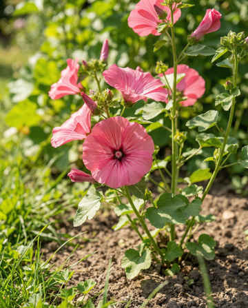 Malva Rose Red Mix (Lavatera trimestris) – ekologiska ettåriga blomsterfrön från SeedsChoice