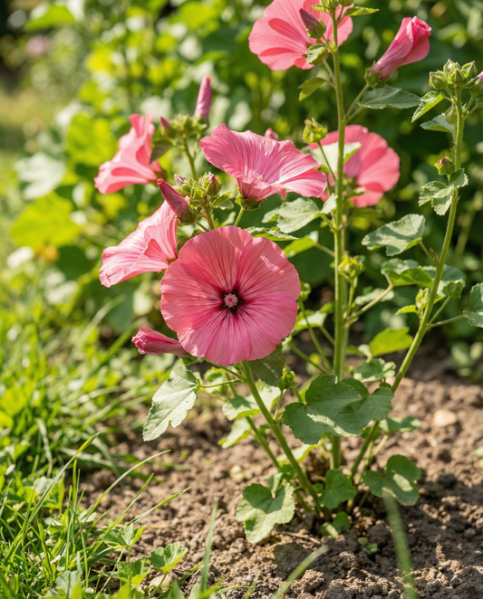 Malva Rose Red Mix (Lavatera trimestris) – ekologiska ettåriga blomsterfrön från SeedsChoice
