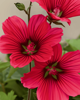 Malope Red Queen frön ekologisk Malope Trifida ettårig blomma