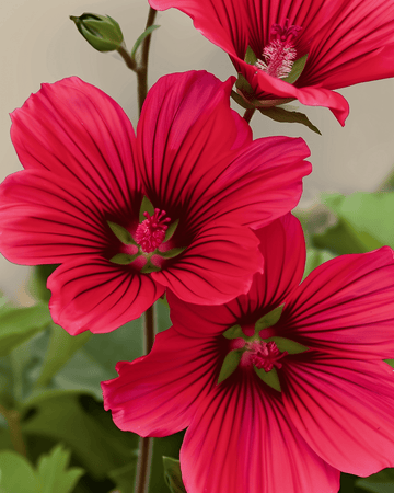 Red Queen fröer (Malope trifida) – ekologisk ettårig blomma