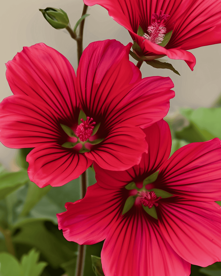 Red Queen fröer (Malope trifida) – ekologisk ettårig blomma