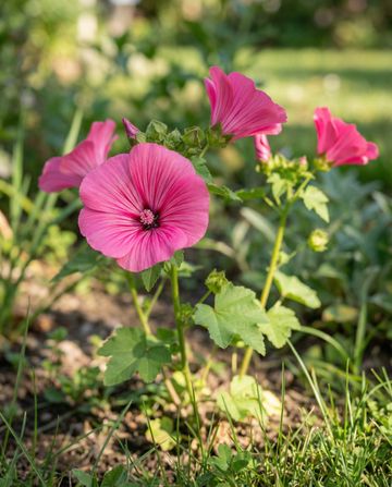 Red Queen (Malope trifida) – ekologiska ettåriga blomsterfrön från SeedsChoice