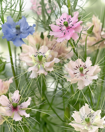Love In A Mist Persian Jewel frön (Nigella damascena) – ekologisk ettårig blandning