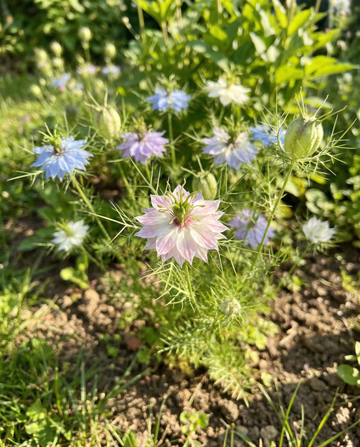 Love In A Mist Persian Jewel (Nigella damascena) – ekologiska frön till ettårig blandning från SeedsChoice