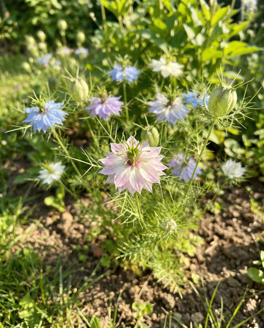 Love In A Mist Persian Jewel (Nigella damascena) – ekologiska frön till ettårig blandning från SeedsChoice