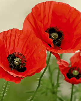 Ekologiska vallmofrön Papaver rhoeas ettårig blomma
