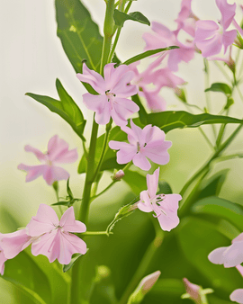 Cowherb frön ekologisk Saponaria vaccaria ettårig Pink Beauty blommor