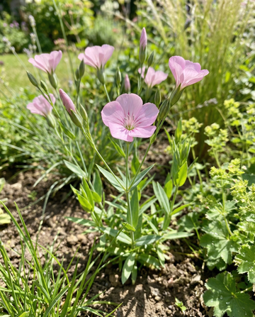 Cowherb Pink Beauty (Saponaria vaccaria) – ekologiska ettåriga örtfrön från SeedsChoice