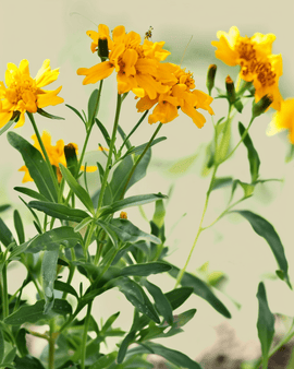 Mexikansk dragon frön Tagetes Lucida ekologisk ettårig blomma