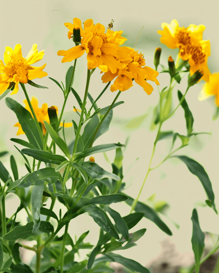 Mexikansk dragon frön (Tagetes lucida) – ekologisk ettårig blomma