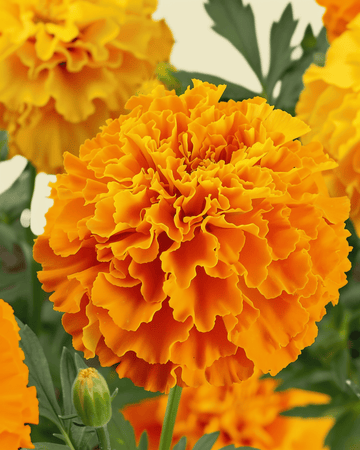 Afrikansk studentblomma Sunset Giants Mixed frön (Tagetes erecta) – ekologisk ettårig blomma