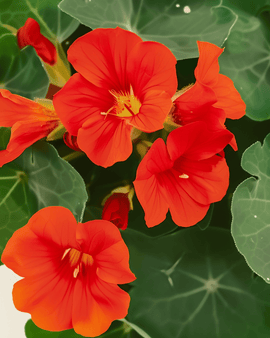 Krasse Empress Of India frön ekologiska Tropaeolum majus ettårig