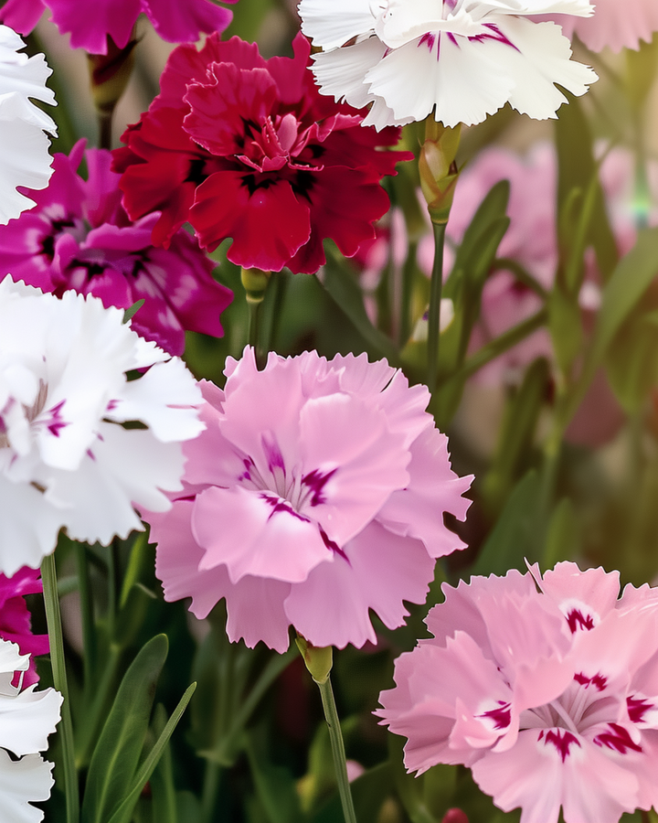 Borstnejlika frön (Dianthus barbatus) – ekologisk tvåårig blandning