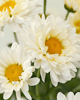 Shasta Daisy frön ekologisk Chrysanthemum Leucanthemum May Queen flerårig