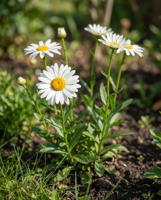 Shasta-daisy May Queen (Chrysanthemum leucanthemum) – ekologiska fleråriga frön från SeedsChoice