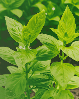 Citronbasilfrön Ekologisk Ocimum Basilicum Ettårig Ört