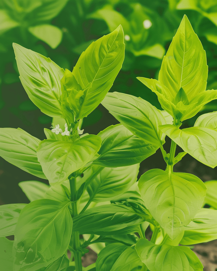 Citronbasilfrön (Ocimum basilicum) – ekologisk ettårig ört
