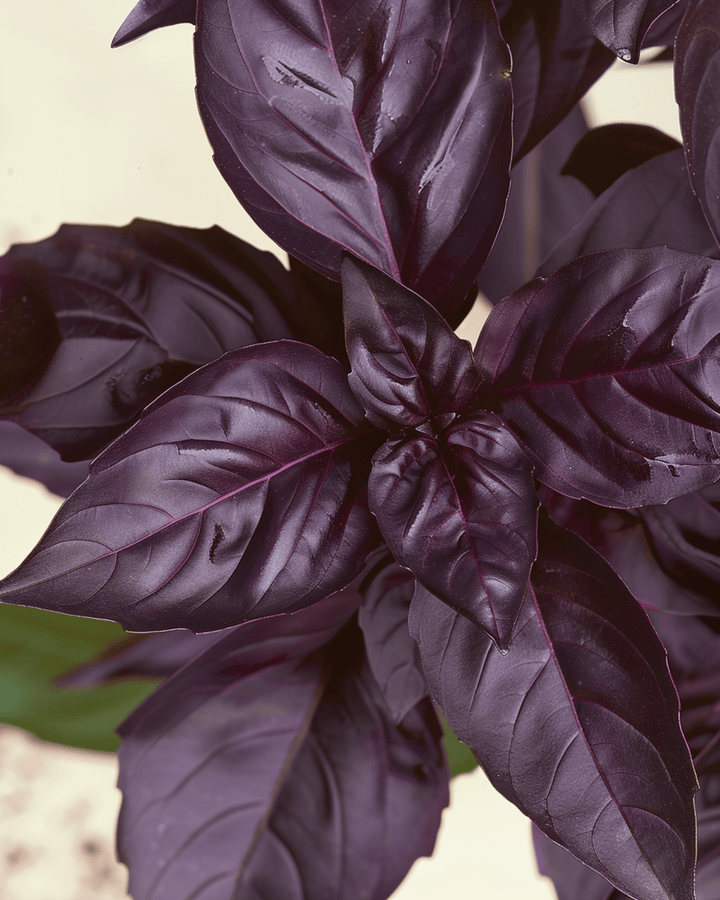 Basilikfrön Red Rubin (Ocimum basilicum) – ekologisk ettårig ört