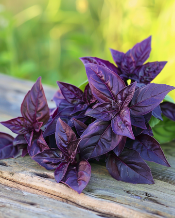 Basilikfrön Rosie (Ocimum basilicum) – ekologisk ettårig ört