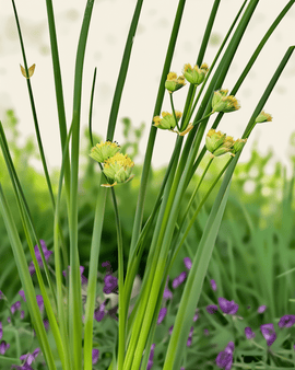 Chives frön ekologisk Allium schoenoprasum flerårig Prager