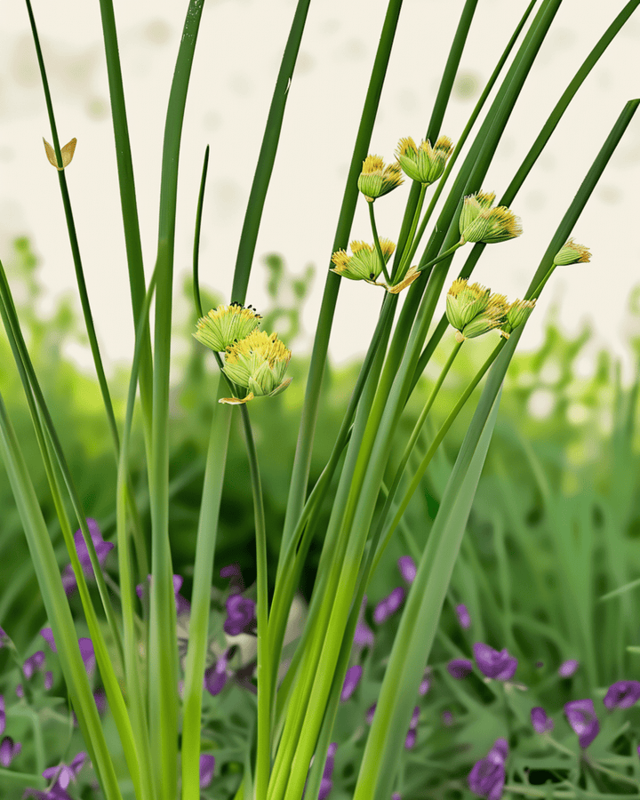Chives Prager frön (Allium schoenoprasum) – ekologisk flerårig