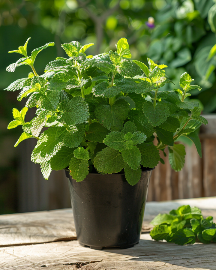 Citronmelissfrön (Melissa officinalis) – ekologisk flerårig ört
