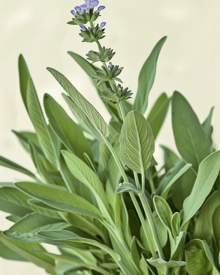 Salviafrön (Salvia officinalis) – ekologisk flerårig ört