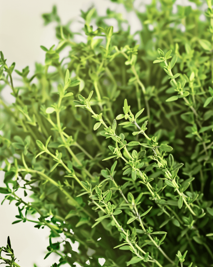 Timjanfrön (Thymus vulgaris) – ekologisk flerårig ört