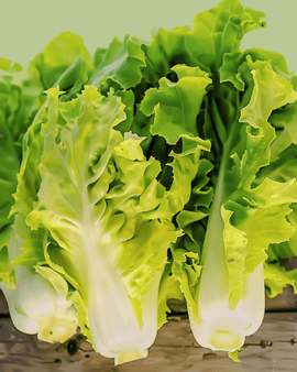 Ekologiska endivfrön Cichorium endivia ettårig Blonde Coeur Plein