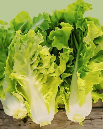 Endive Blonde Coeur Plein frön (Cichorium endivia) – ekologisk ettårig grönsak
