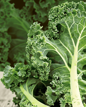 Grönkålsfrön Westland Autumn (Brassica oleracea) – ekologisk ettårig grönsak