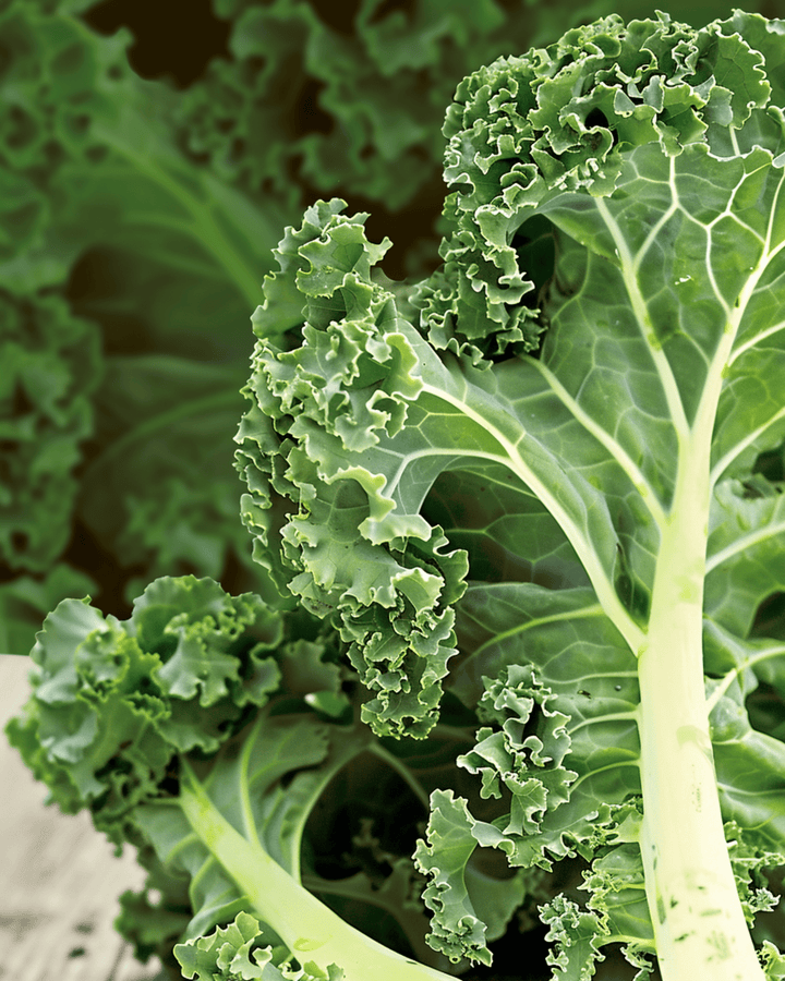 Grönkålsfrön Westland Autumn (Brassica oleracea) – ekologisk ettårig grönsak