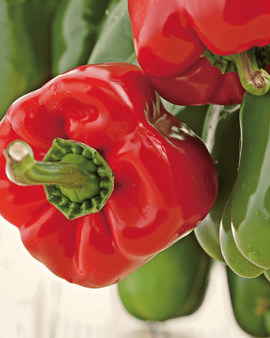 Paprikafrön California Wonder ekologisk Capsicum annuum ettårig