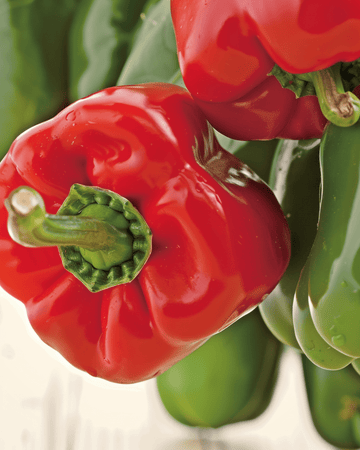 Paprika California Wonder frön (Capsicum annuum) – ekologisk ettårig grönsak