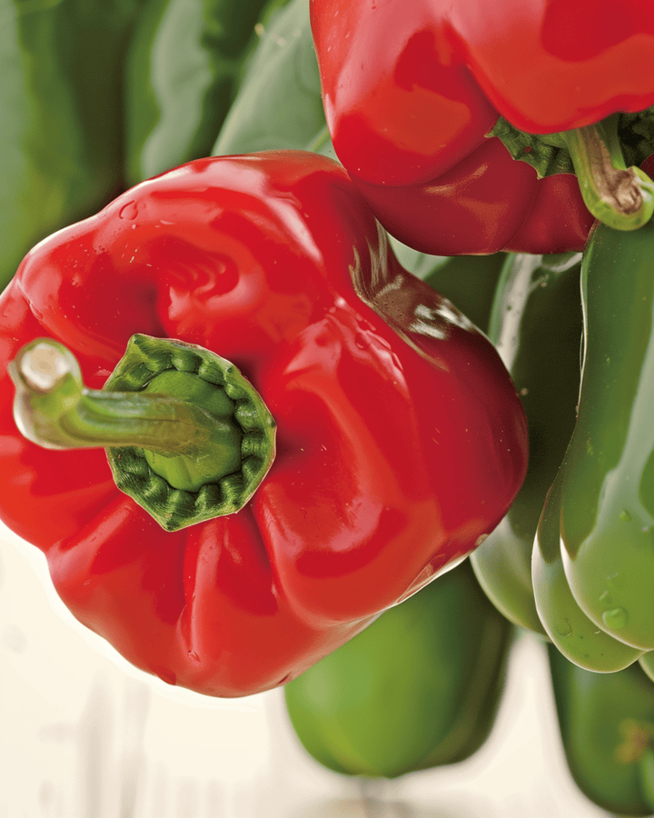 Paprika California Wonder frön (Capsicum annuum) – ekologisk ettårig grönsak