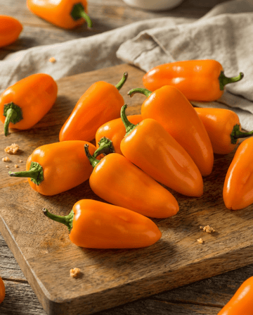 Snackpaprika Flynn frön (Capsicum annuum) – ekologisk ettårig grönsak