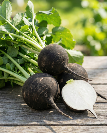 Svart rund vinterpärlrättika (Raphanus sativus) – ekologiska ettåriga grönsaksfrön från SeedsChoice