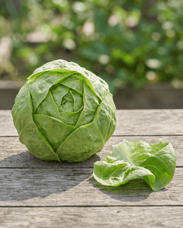Sallat Hilde Ii (Lactuca sativa) – ekologiska ettåriga grönsaksfrön från SeedsChoice