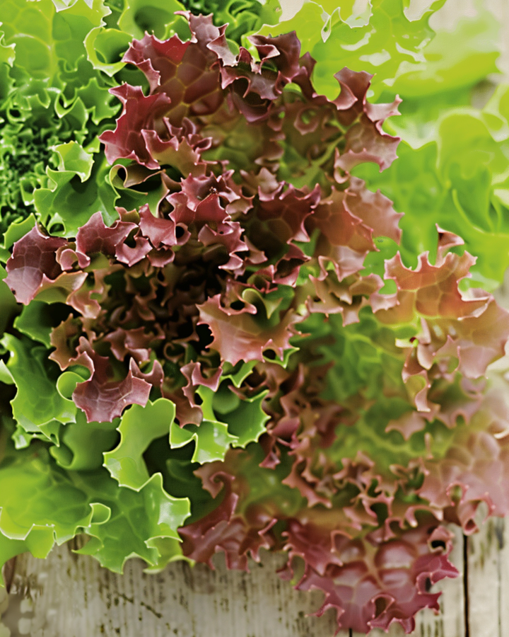 Krullsallat Lollo Rossa frön (Lactuca sativa) – ekologisk ettårig grönsak