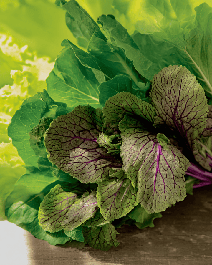 Mesclunfrön (Brassica juncea) – ekologisk ettårig blandning