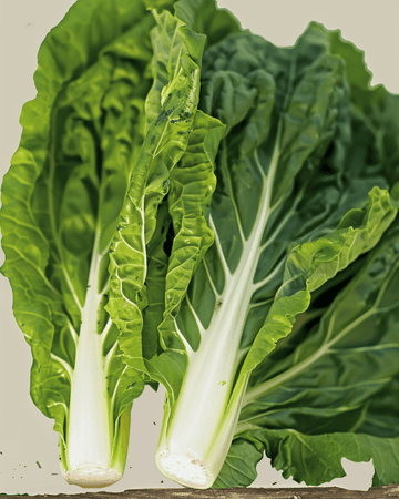 Mangoldfrön White Silver 2 (Beta vulgaris) – ekologisk ettårig grönsak
