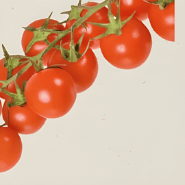 Körsbärstomatfrön Cerise Solanum lycopersicum Ekologisk Ettårig Grönsak