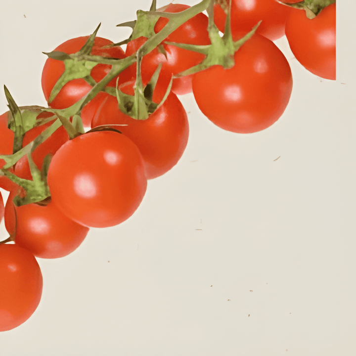 Körsbärstomat Cerise frön (Solanum lycopersicum) – ekologisk ettårig grönsak