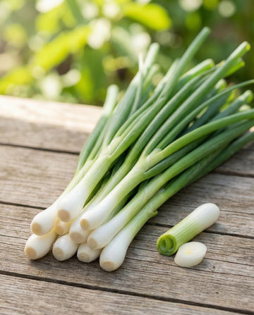 Knippelök White Lisbon (Allium cepa) – ekologiska ettåriga grönsaksfrön från SeedsChoice